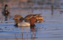 Ente Ente Ente