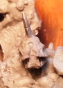 TF_Titan_Forge_Review_Kopf_Detail
