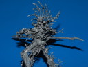 Review Wood Elves Treeman 16