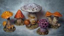 Anti_Matter_Pilze_1