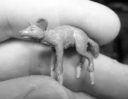 Fenris_Games_Neue_Wildtiere_04