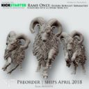 AM Rams