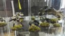 WG Warlord Games Antares Day 10