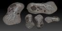 AntiMatter Games 3d Print Kickstarter Giant Squid Carcas