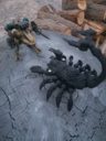 The 28mm ScorpionMech 7