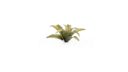 Gamers Grass Deer Fern 1