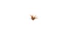 Gamers Grass Red Aloe 2