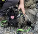 DSM Enzo The Happy Berkerker – Pug Warrior 4