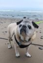 DSM Frankie The Nose – Pug Gangster 3