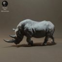 Animaldenminiatures62