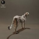 Animaldenminimar11