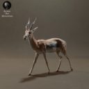 Animaldenminimar19