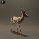 Animaldenminimar20