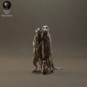 Animaldenminimar36