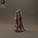 Animaldenminimar39