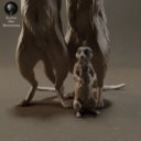 Animaldenminimar41