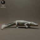 Animaldenminimar6