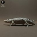 Animaldenminimar8
