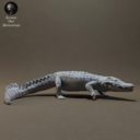 Animaldenminimar9