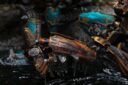 Squidmar Miniatures Nova Open Dueling Titans 5