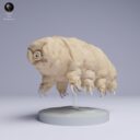 ADM Tiny Wonders 22