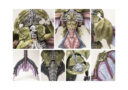 Para Bellum Preorders Pteraphon 2