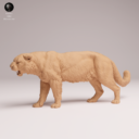 Animaldenjul11