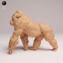 Animaldenjul13