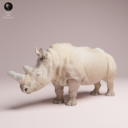 Animaldenjul25
