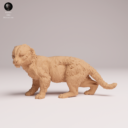 Animaldenjul7