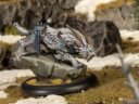 Wm Dusk Orgoth 10