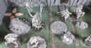 Unboxing Kill Team Tomb World 53