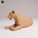 ADM Indian Wildlife 10