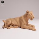 ADM Indian Wildlife 11