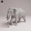 ADM Indian Wildlife 18