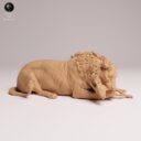 ADM Indian Wildlife 2