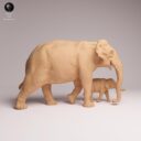 ADM Indian Wildlife 22