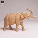 ADM Indian Wildlife 25