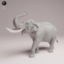 ADM Indian Wildlife 27