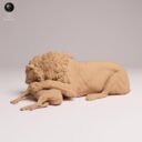 ADM Indian Wildlife 3