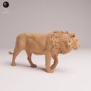 ADM Indian Wildlife 5