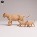 ADM Indian Wildlife 8