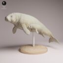 ADM Recently Extinct 22