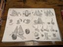 Conquest Para Bellum Hundred Kingdoms Trebuchet Review 15