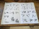 Conquest Para Bellum Weaver Courts Gallowglass Wardens Wyrd Knights Review 21