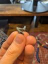 Conquest Para Bellum Weaver Courts Gallowglass Wardens Wyrd Knights Review 31